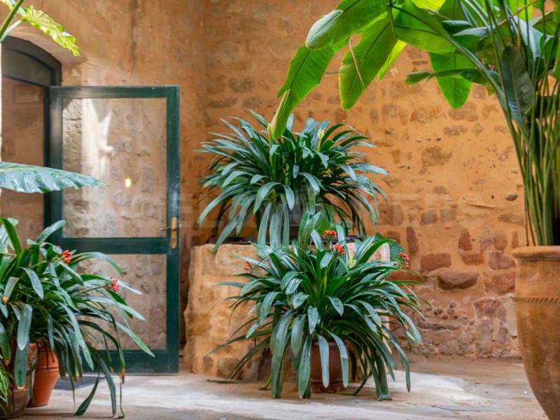 10 sypialnia Finka/Dom wiejski na sprzedaż w Bascara z basenem - 3 865 000 € (Ref: 7445904)