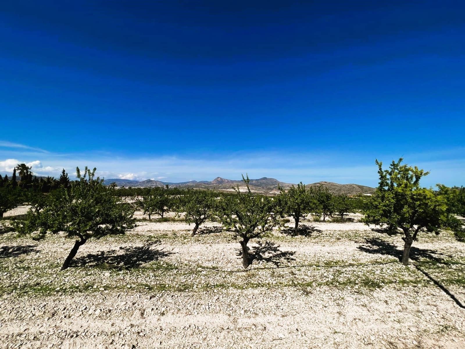 13 soveværelse Finca/Landehus til salg i Monovar / Monover med swimmingpool garage - € 7.000.000 (Ref: 8699855)