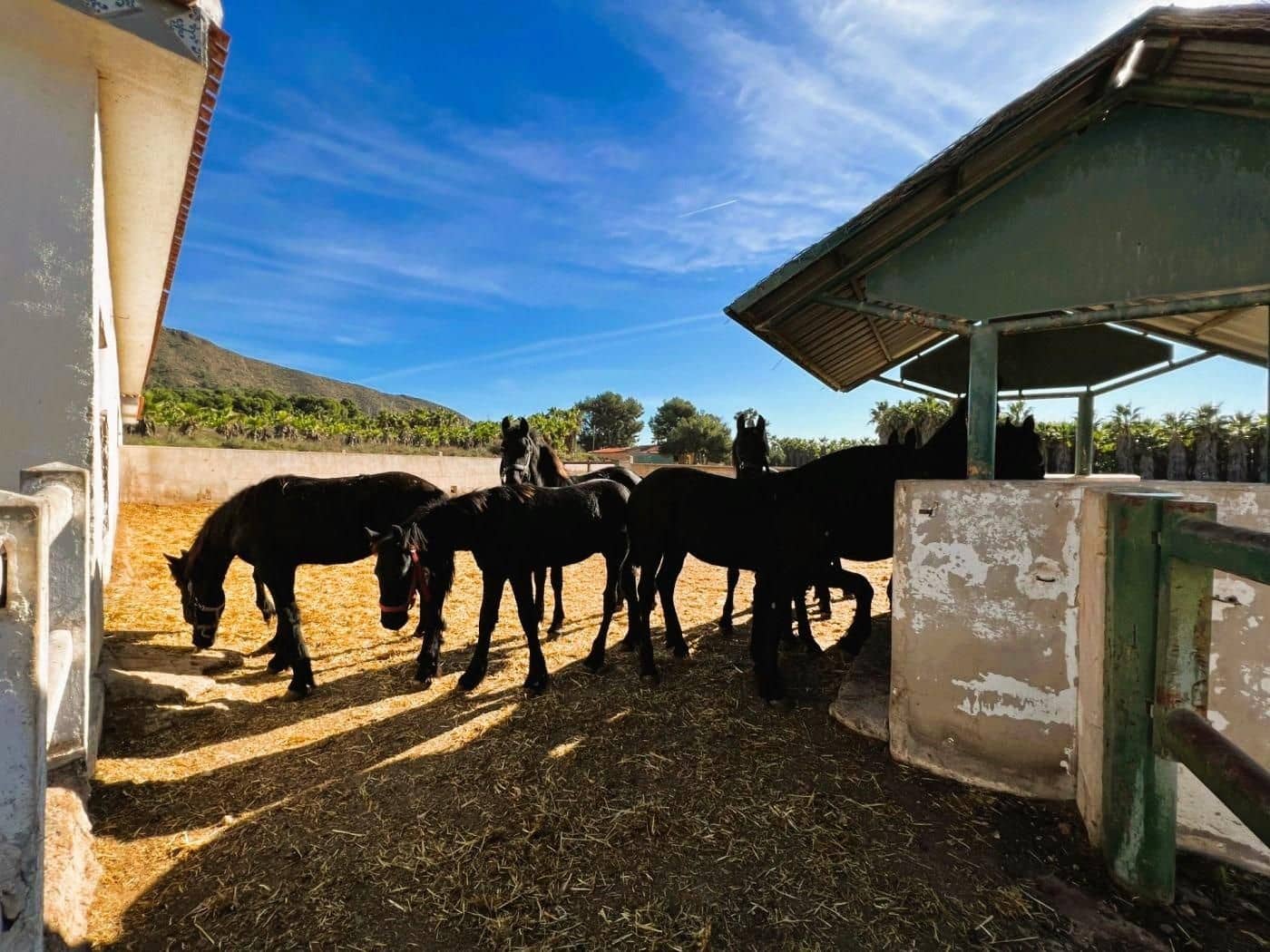 6 soveværelse Finca/Landehus til salg i Novelda med swimmingpool garage - € 6.000.000 (Ref: 8946165)