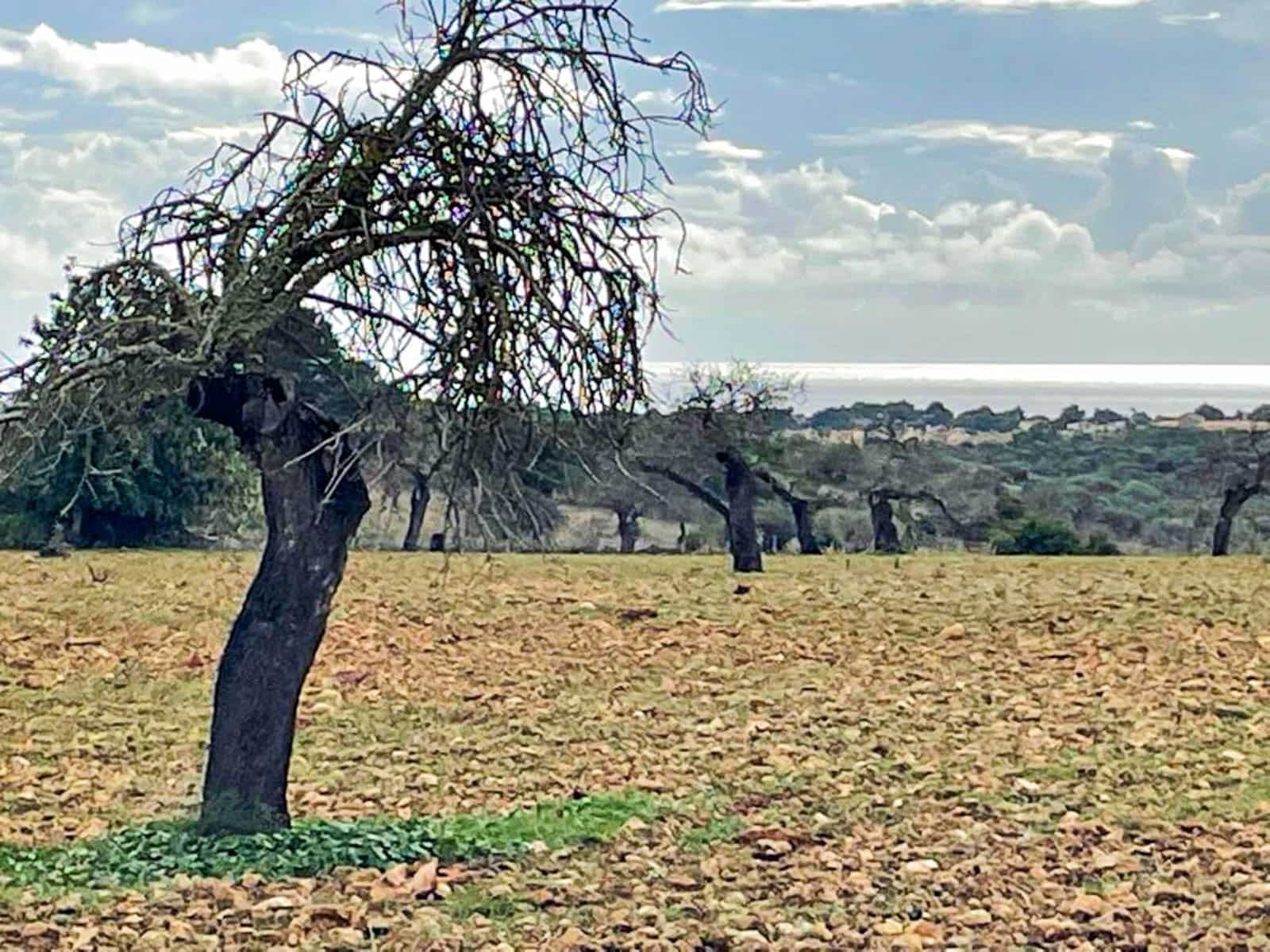 4 soveværelse Finca/Landehus til salg i Cala Murada med swimmingpool garage - € 2.590.000 (Ref: 8530042)