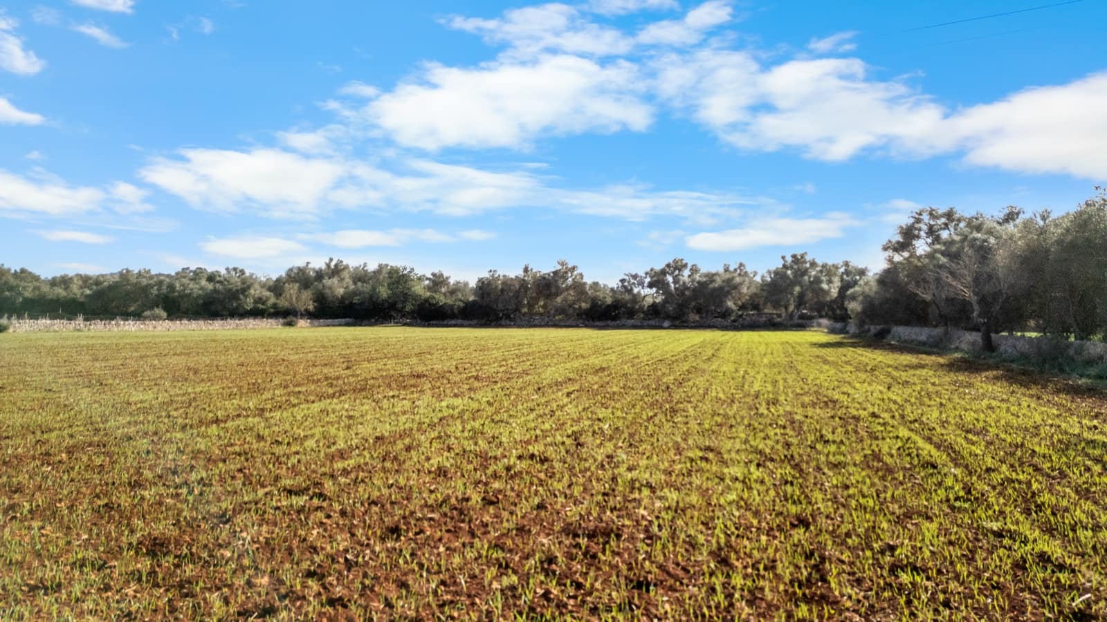 Mark till salu i Felanitx - 130 000 € (Ref: 9465404)