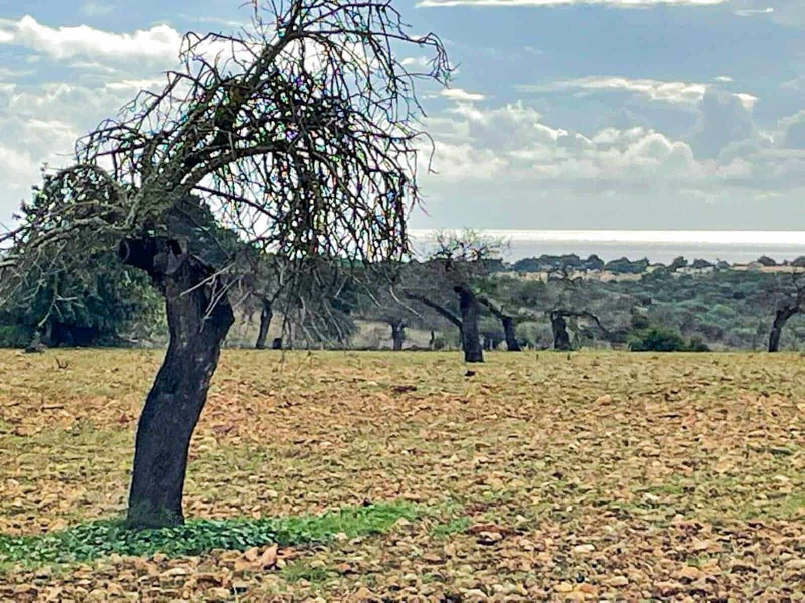 4 quarto Quinta/Casa Rural para venda em Cala Murada com piscina - 690 000 € (Ref: 9678240)