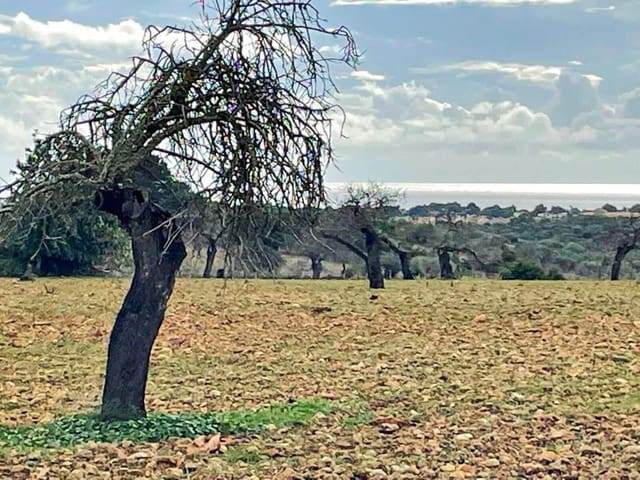 4 quarto Quinta/Casa Rural para venda em Cala Murada, Manacor com piscina - 690 000 € (Ref: 9678240)