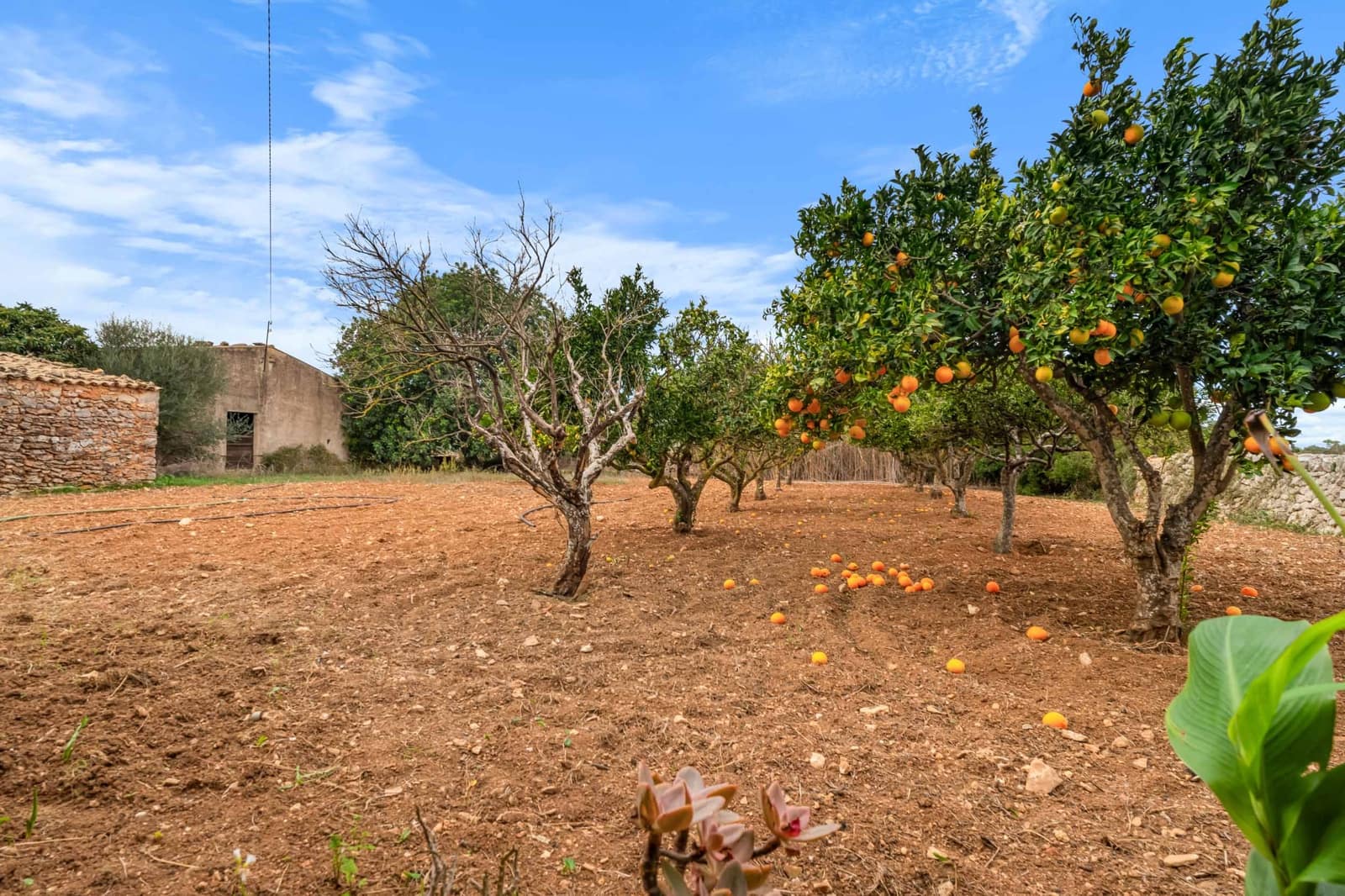 5 quarto Quinta/Casa Rural para venda em Felanitx - 1 900 000 € (Ref: 9678256)