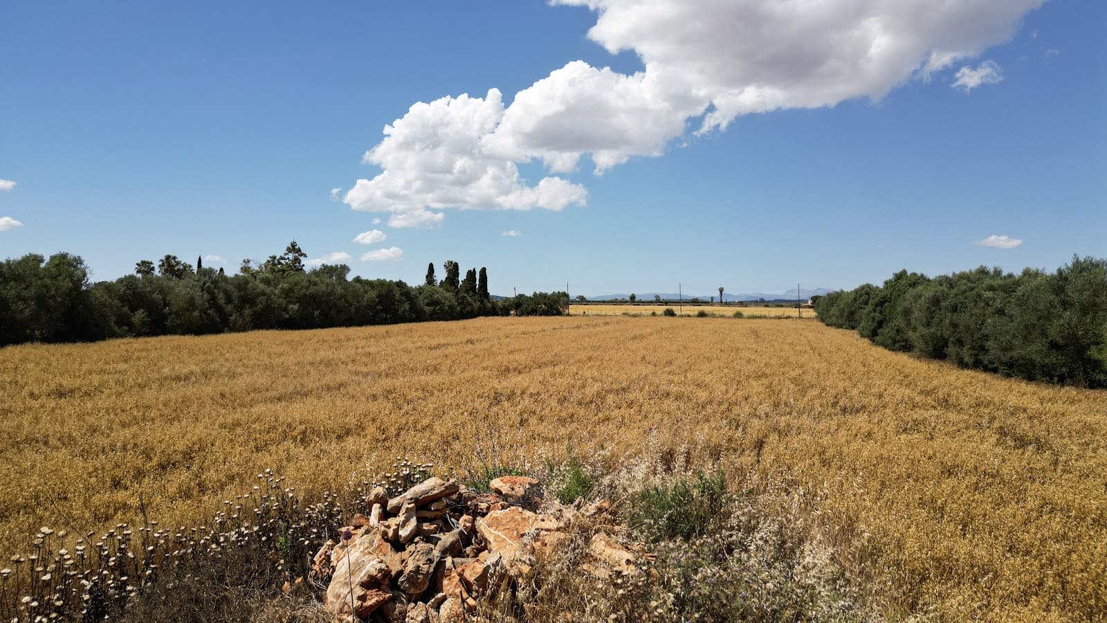 Undeveloped Land for sale in Felanitx - € 241,500 (Ref: 9841895)