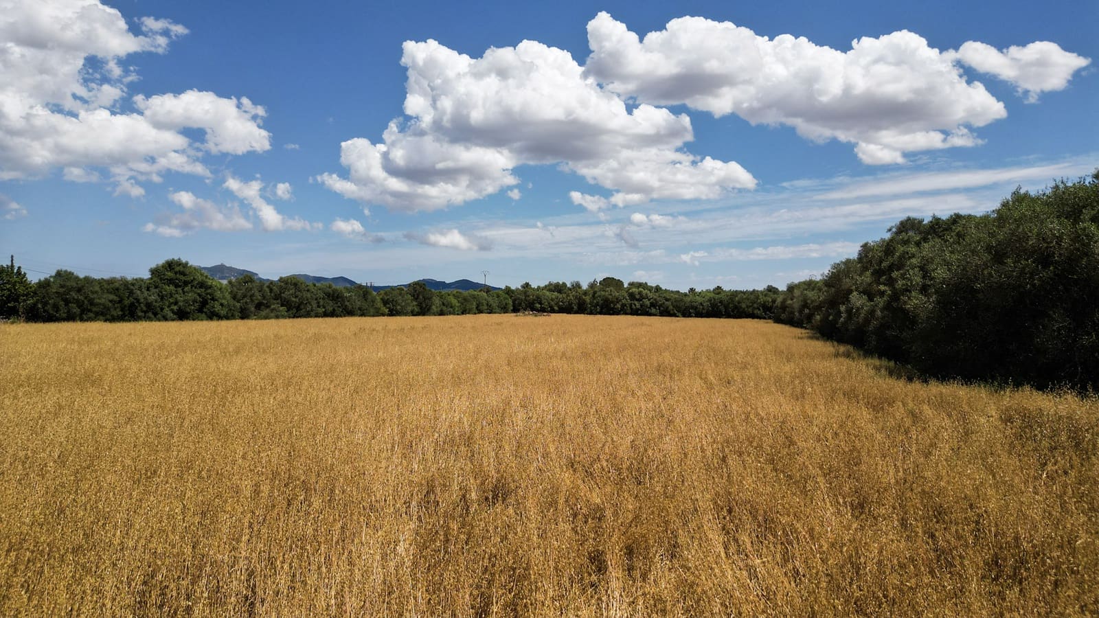 Undeveloped Land for sale in Felanitx - € 241,500 (Ref: 9841895)