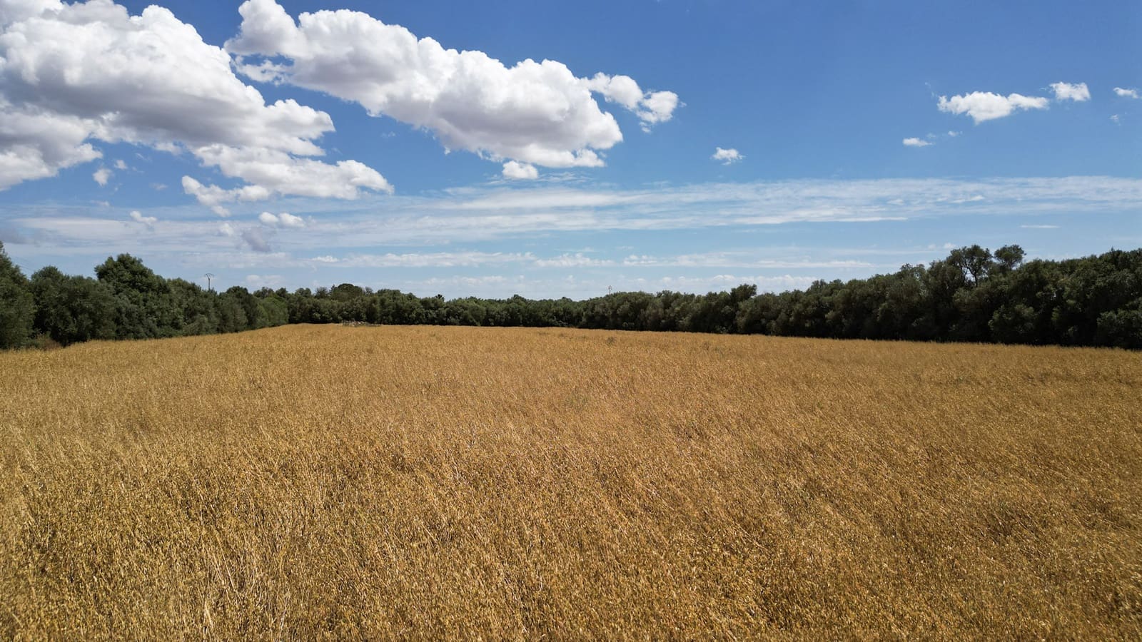 Undeveloped Land for sale in Felanitx - € 241,500 (Ref: 9841895)