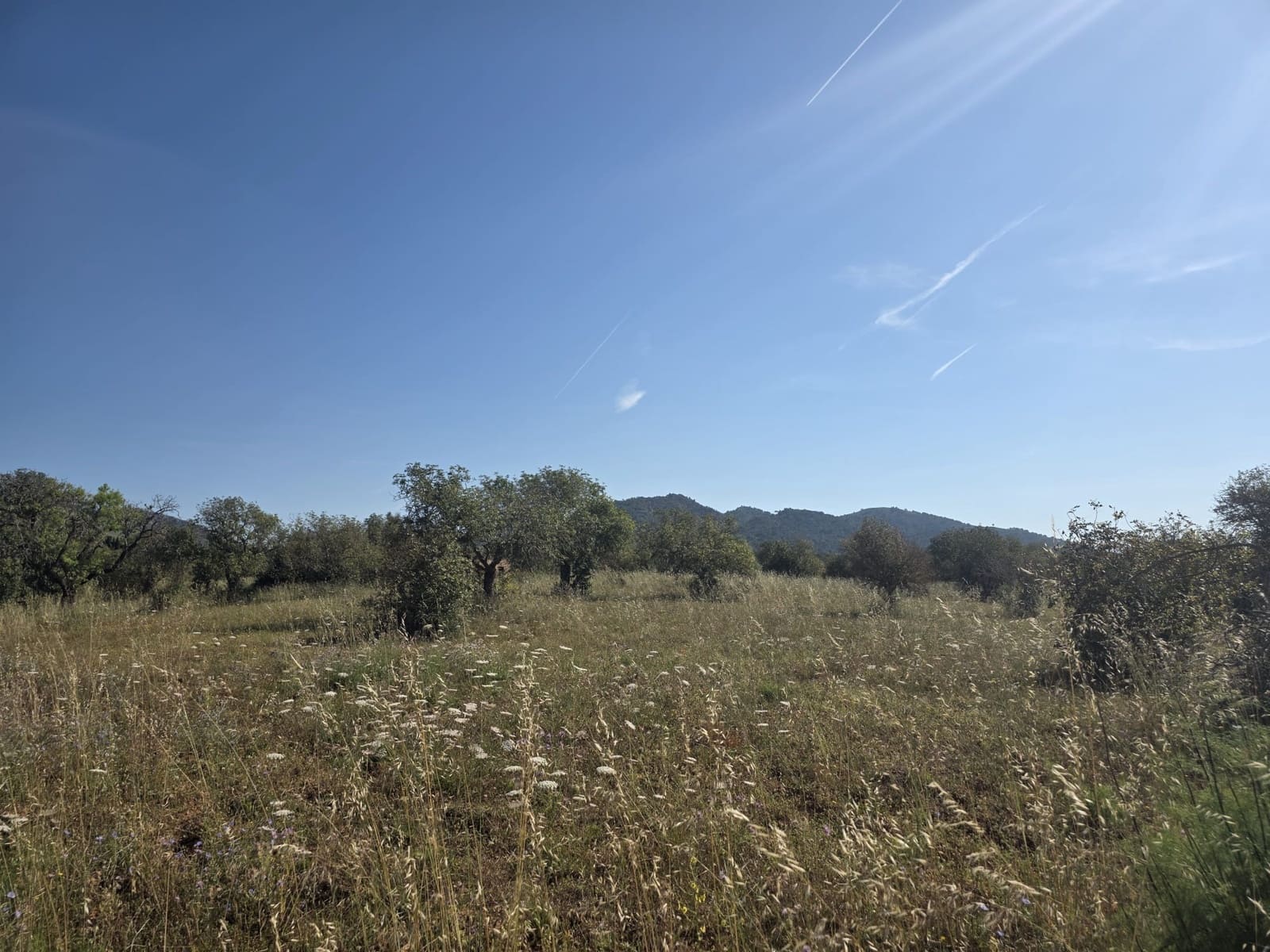 Grunde uden byggetilladelser til salg i Manacor - € 450.000 (Ref: 9921118)