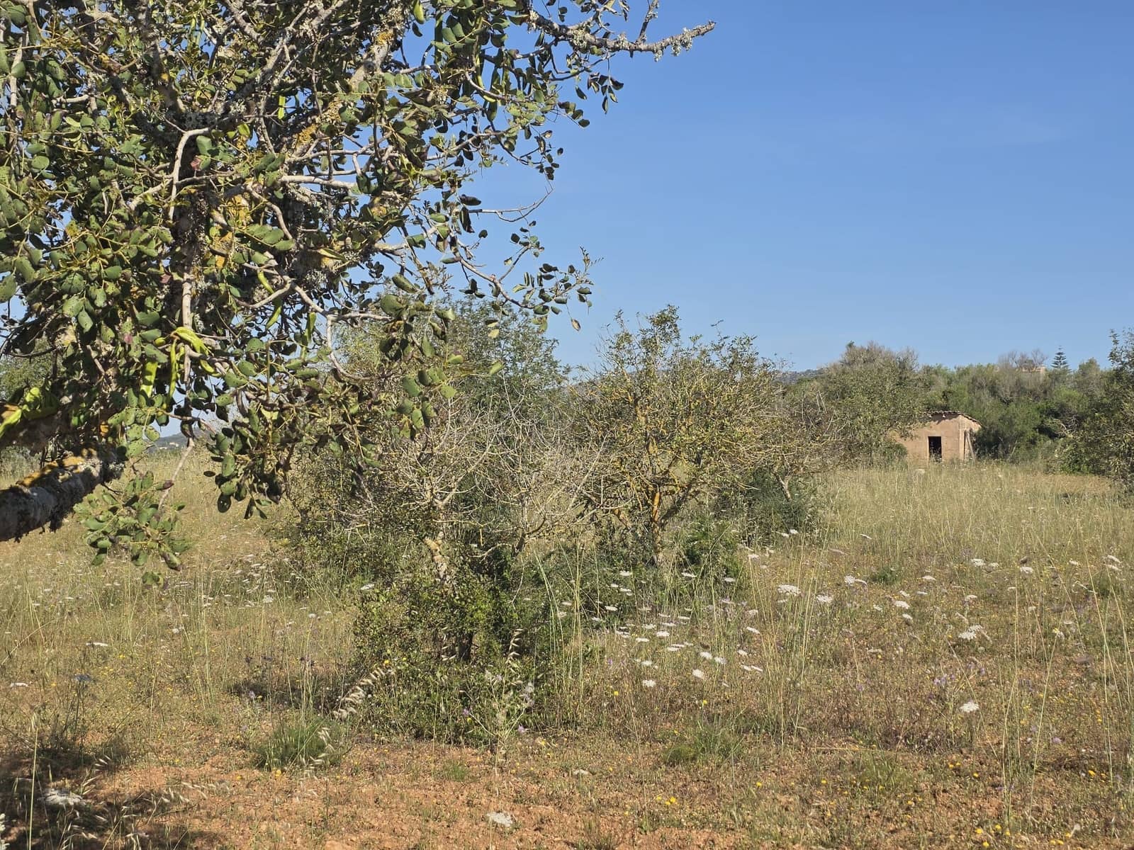 Grunde uden byggetilladelser til salg i Manacor - € 450.000 (Ref: 9921118)