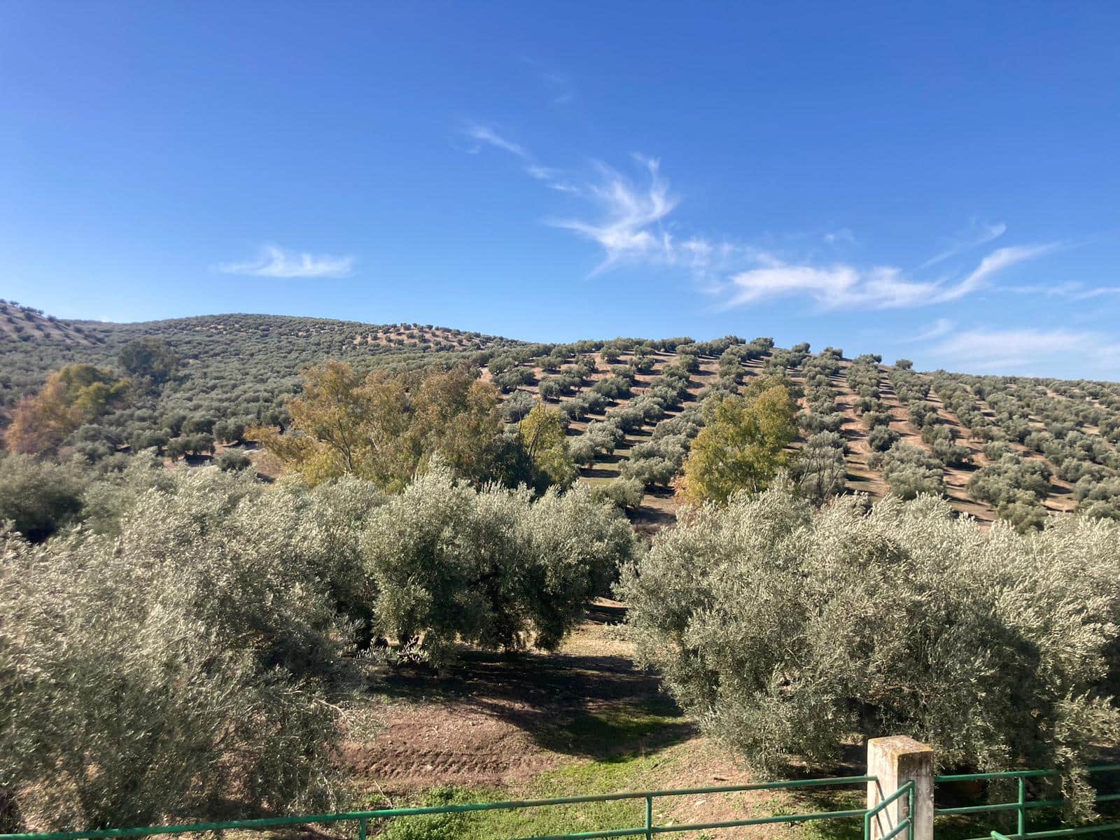 36 soveværelse Finca/Landehus til salg i Rute med garage - € 3.300.000 (Ref: 7464690)