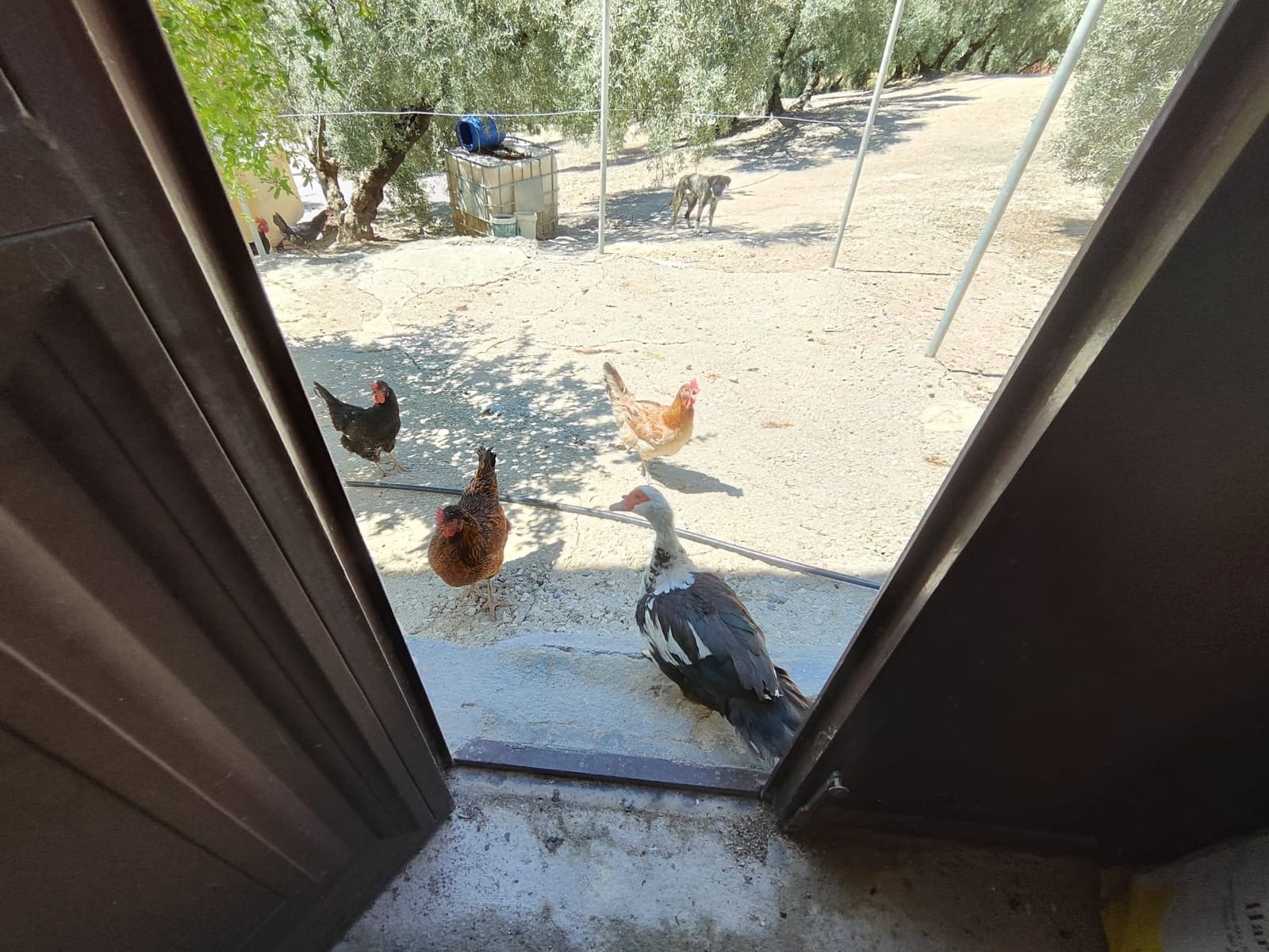 3 slaapkamer Finca/Landhuis te koop in Zambra met zwembad - € 220.000 (Ref: 7753984)