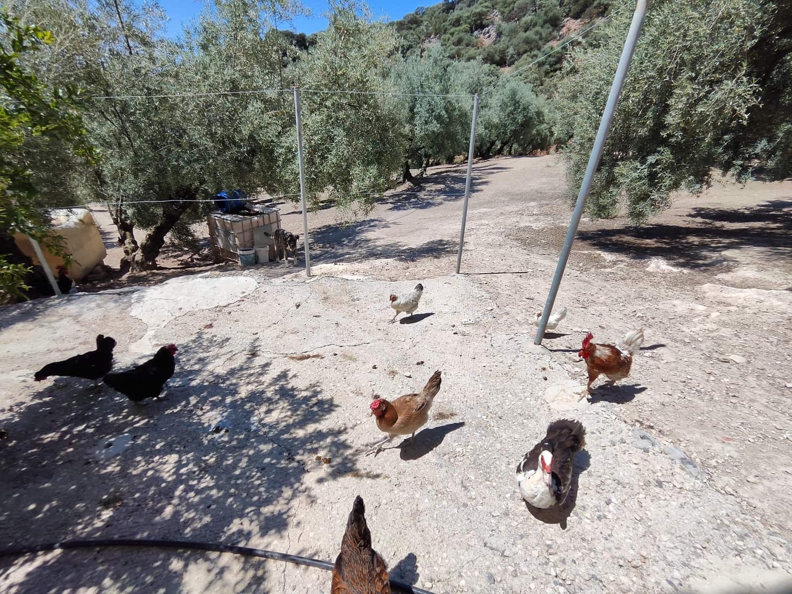 3 slaapkamer Finca/Landhuis te koop in Zambra met zwembad - € 220.000 (Ref: 7753984)