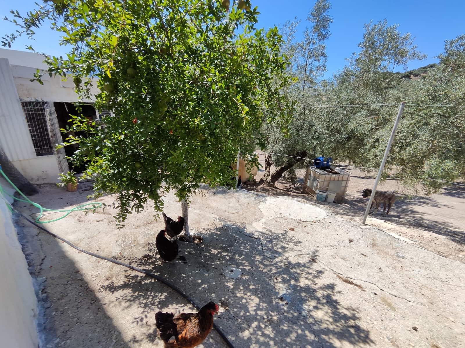 3 slaapkamer Finca/Landhuis te koop in Zambra met zwembad - € 220.000 (Ref: 7753984)