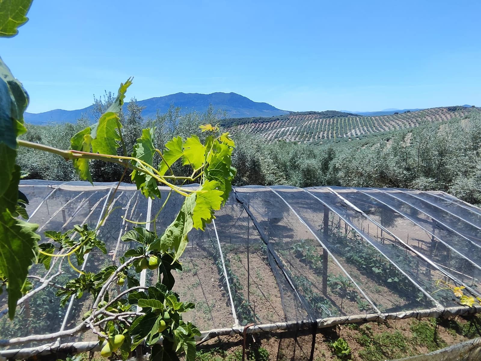 3 slaapkamer Finca/Landhuis te koop in Zambra met zwembad - € 220.000 (Ref: 7753984)