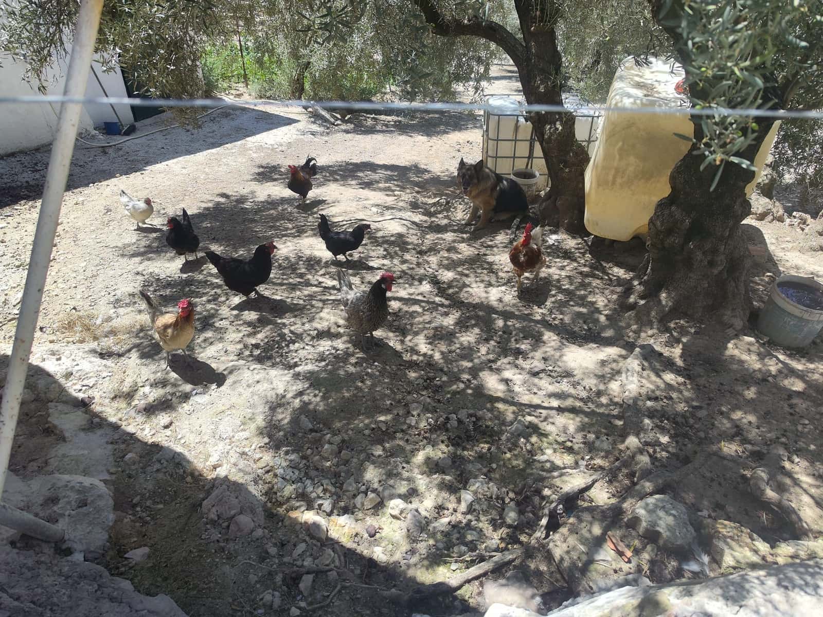 3 slaapkamer Finca/Landhuis te koop in Zambra met zwembad - € 220.000 (Ref: 7753984)