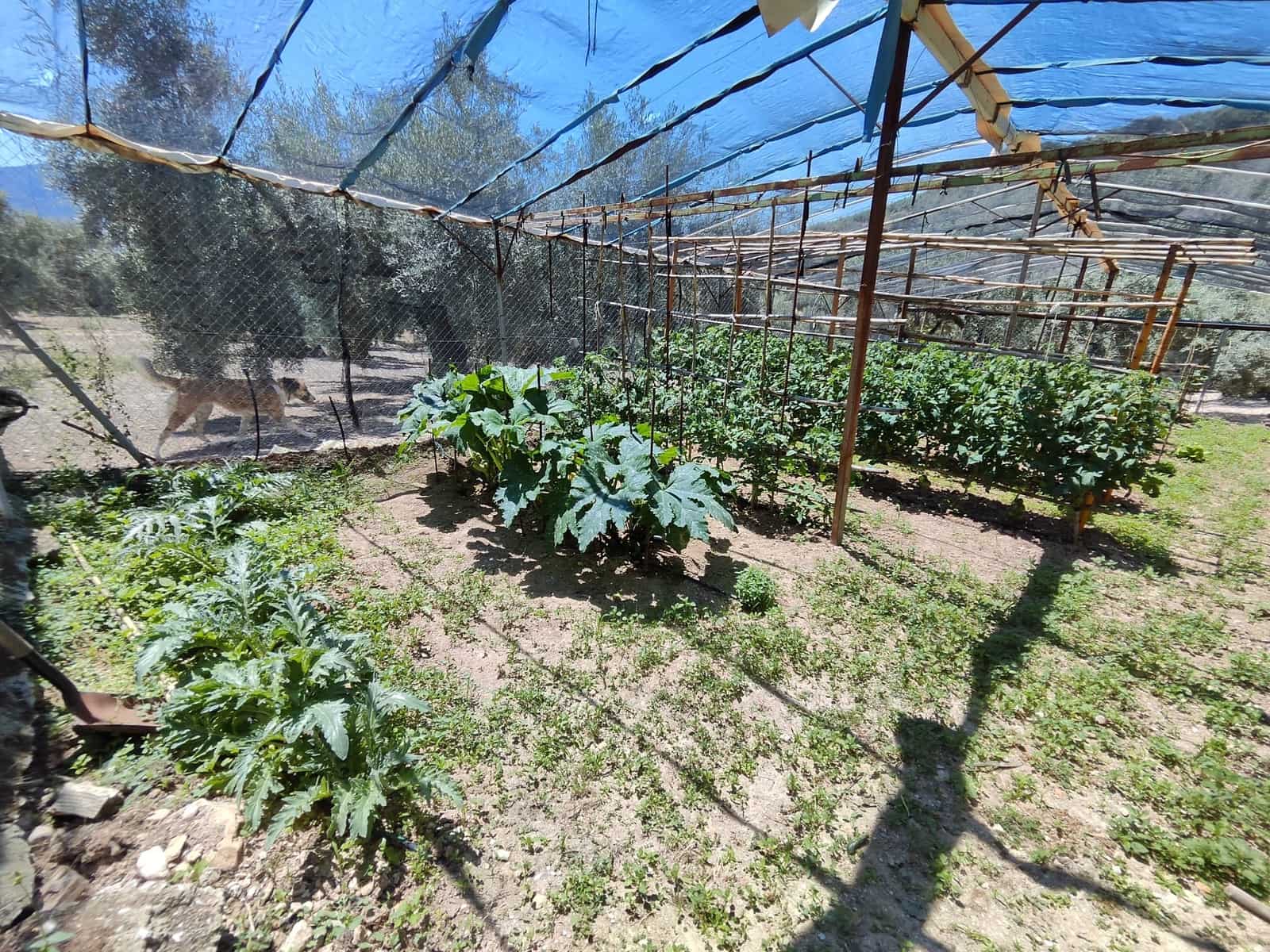 3 slaapkamer Finca/Landhuis te koop in Zambra met zwembad - € 220.000 (Ref: 7753984)