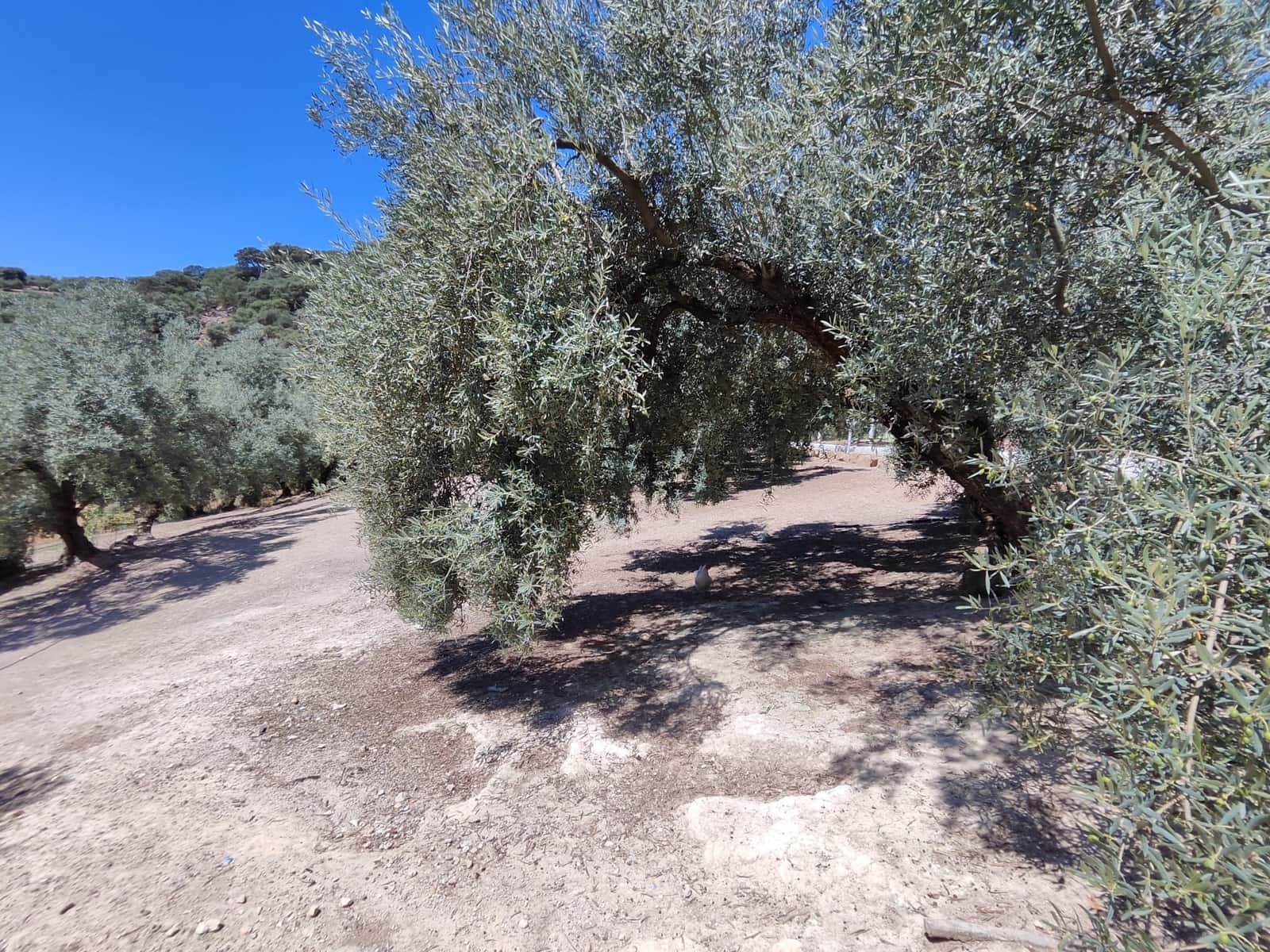 3 slaapkamer Finca/Landhuis te koop in Zambra met zwembad - € 220.000 (Ref: 7753984)