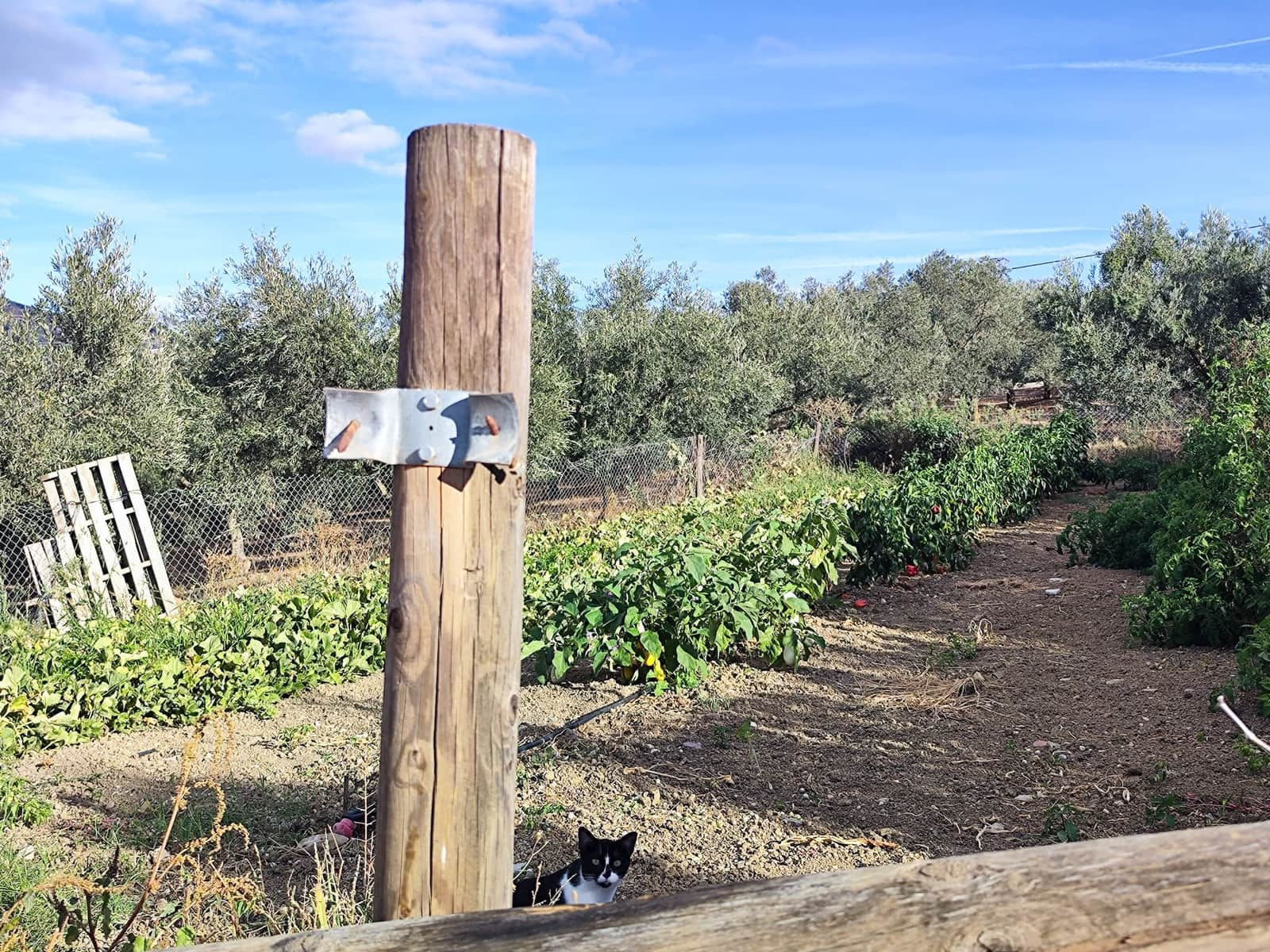 9 soveværelse Finca/Landehus til salg i Antequera med swimmingpool garage - € 2.300.000 (Ref: 7901413)