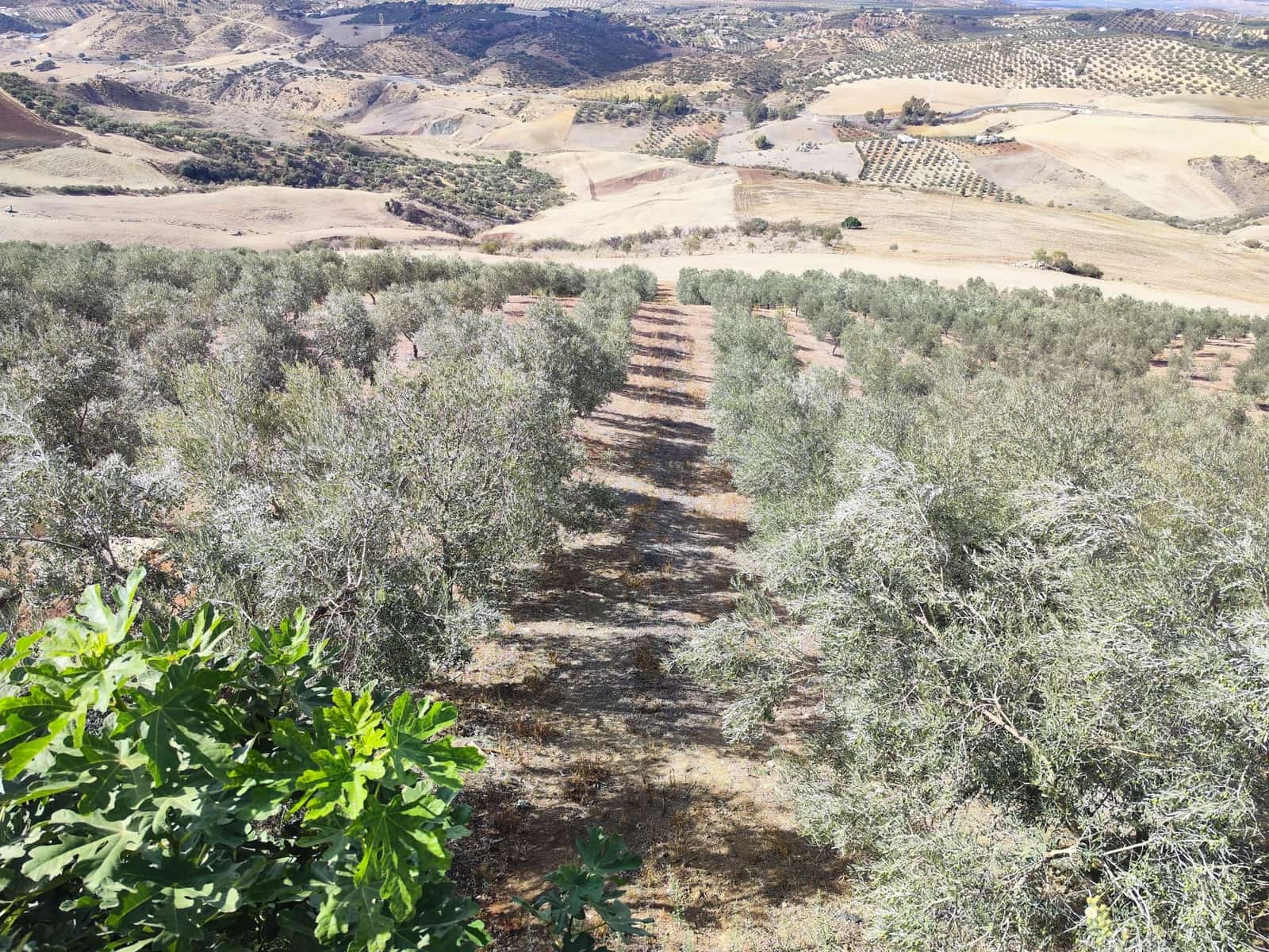 9 soveværelse Finca/Landehus til salg i Antequera med swimmingpool garage - € 2.300.000 (Ref: 7901413)