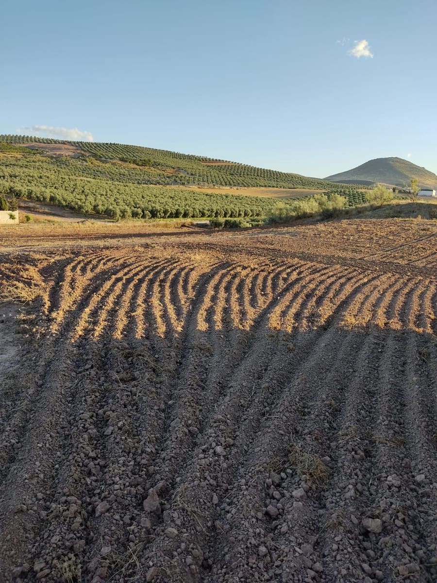 Finca/Herregård til salgs i Malaga by - € 1 800 000 (Ref: 9384980)