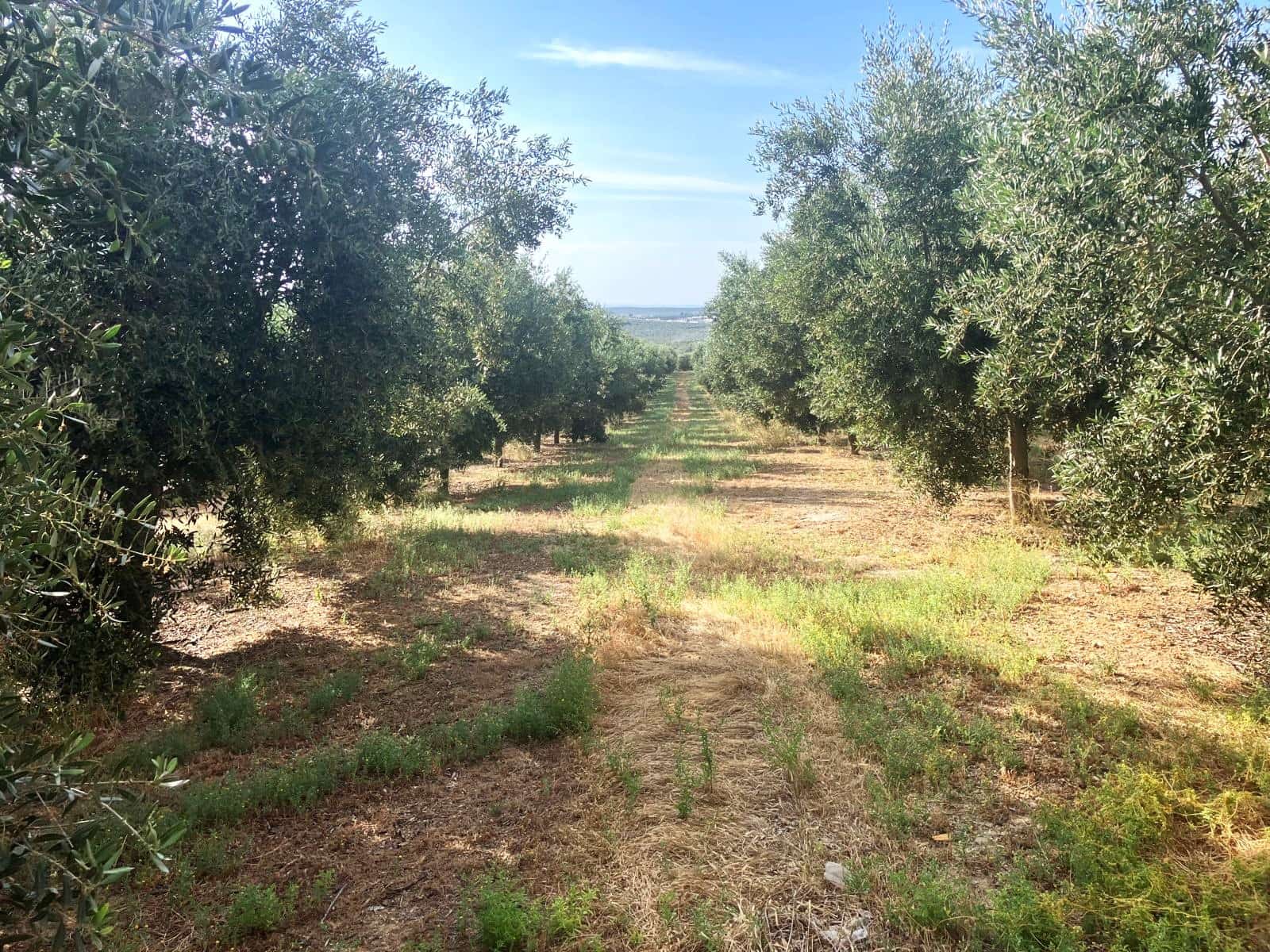 Finca/Casa Rural en Lucena en venta - 600.000 € (Ref: 9909964)