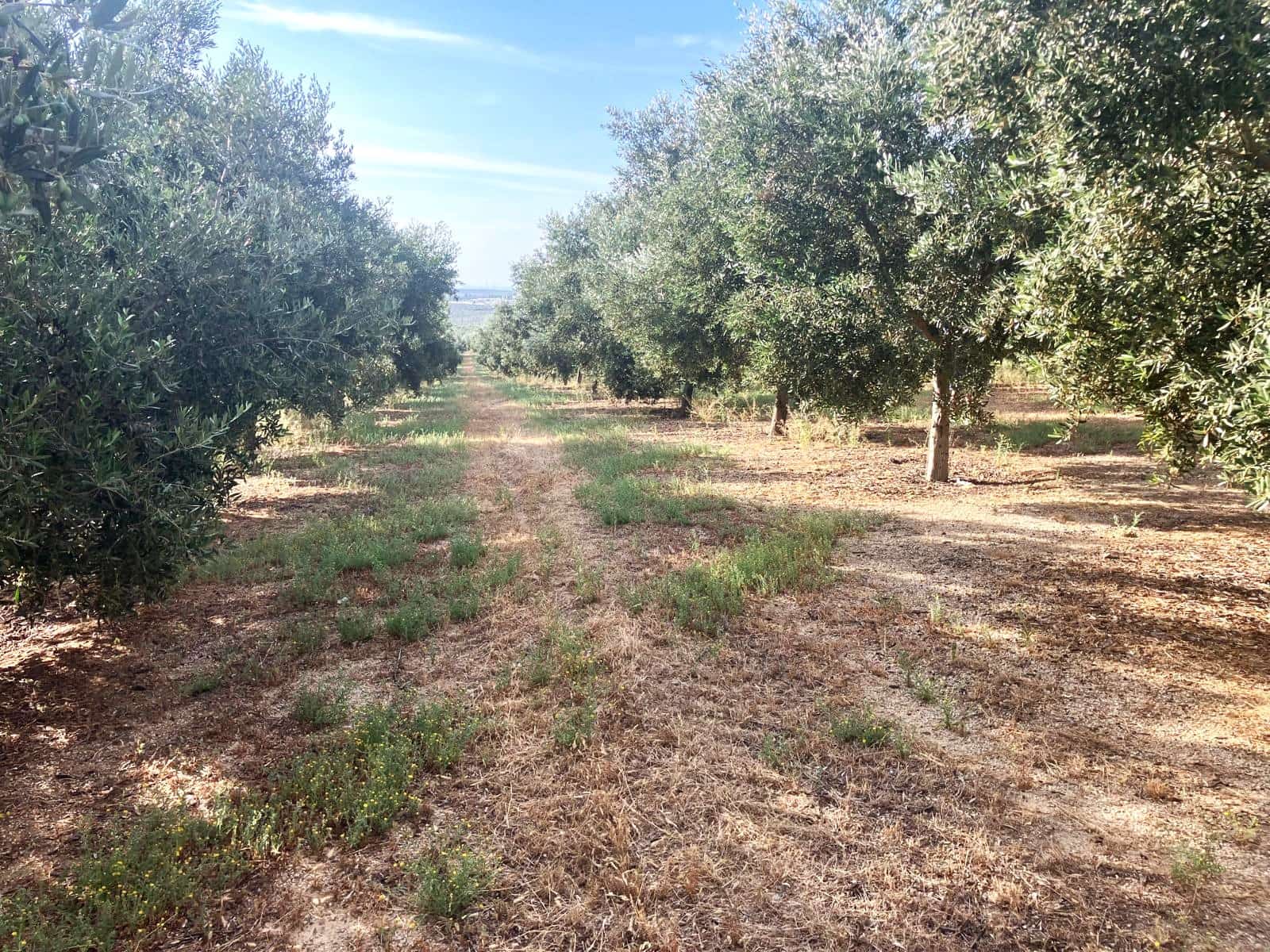 Finca/Casa Rural en Lucena en venta - 600.000 € (Ref: 9909964)