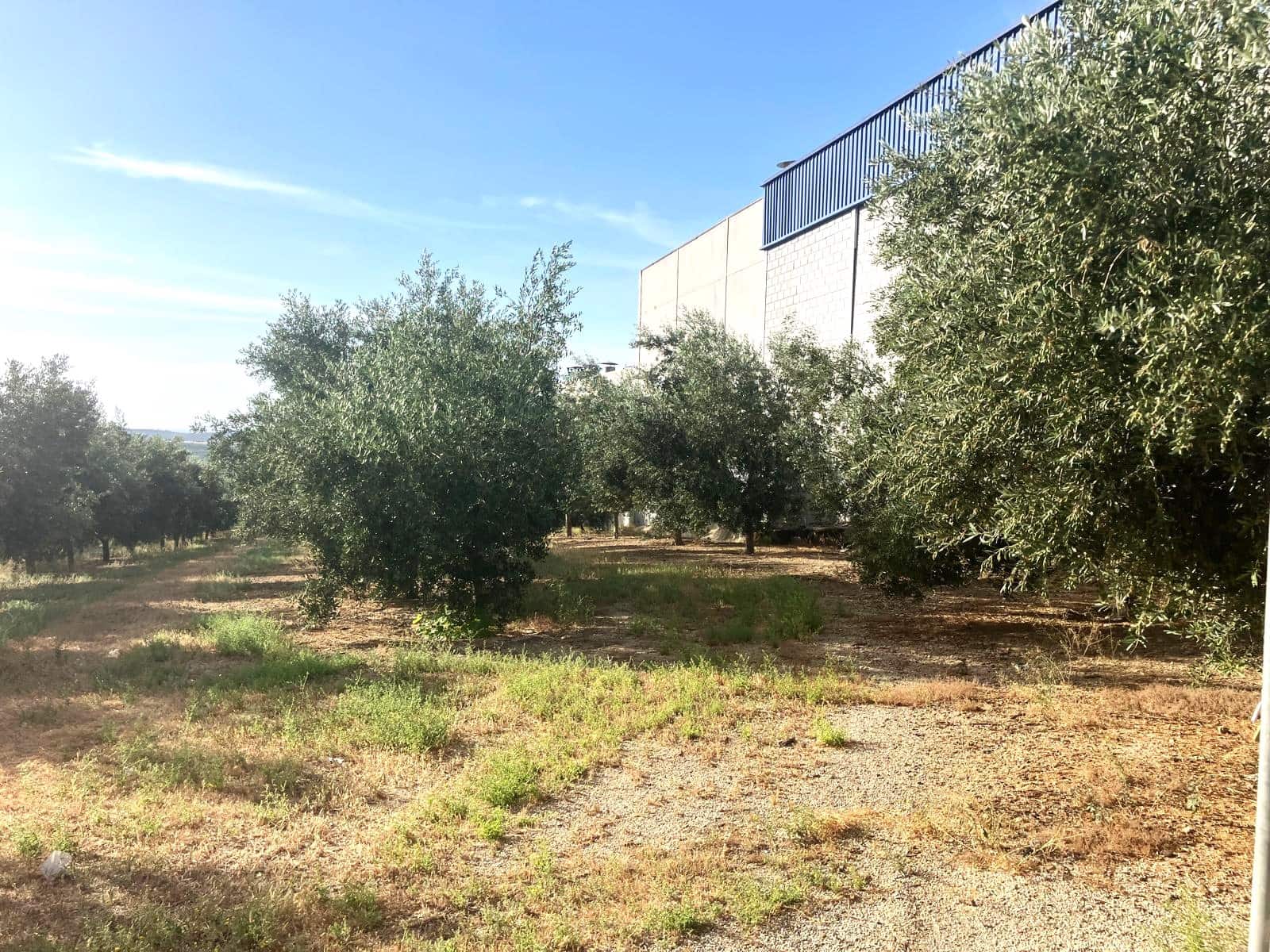 Finca/Casa Rural en Lucena en venta - 600.000 € (Ref: 9909964)