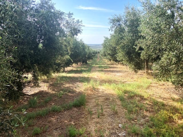 Finca/Casa Rural en Lucena en venta - 600.000 € (Ref: 9909964)