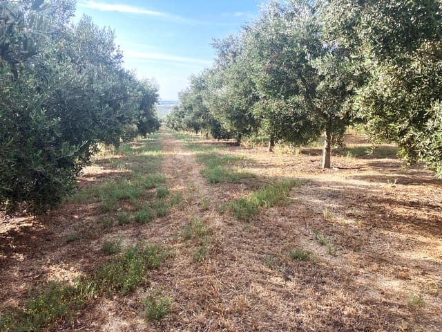 Finca/Casa Rural en Lucena en venta - 600.000 € (Ref: 9909964)
