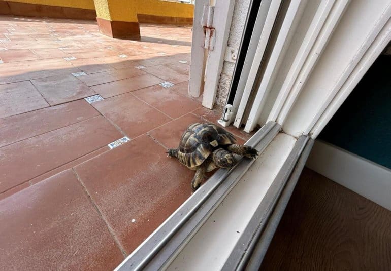 3 chambre Villa/Maison à vendre à San Miguel de Salinas - 409 900 € (Ref: 9745144)