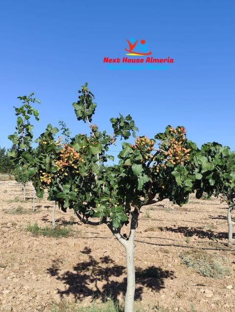 8 soveværelse Finca/Landehus til salg i La Escucha - € 625.000 (Ref: 7851703)