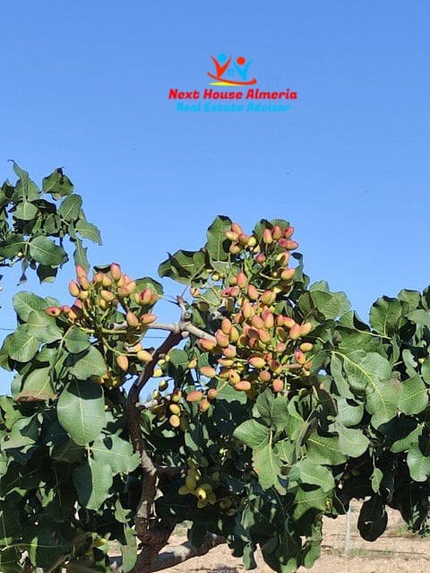 8 soveværelse Finca/Landehus til salg i La Escucha - € 625.000 (Ref: 7851703)