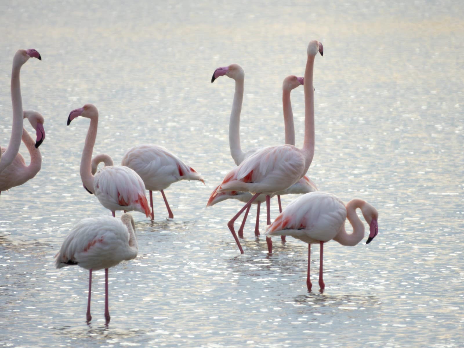 2 makuuhuone Huoneisto vuokrattavana paikassa Lo Pagan mukana uima-altaan 
autotalli - 1 150 € (Ref: 8408590)