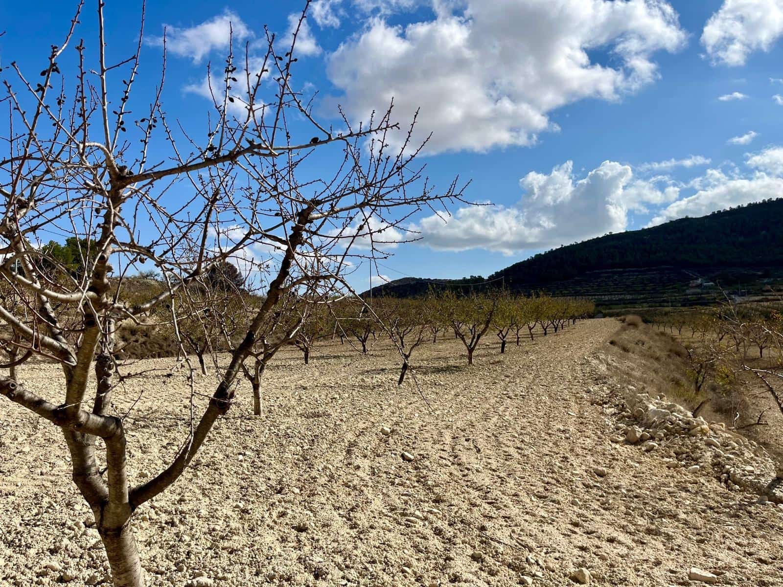 Byggegrund til salg i Bullas - € 170.000 (Ref: 8619414)