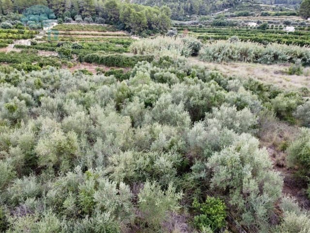 Terre non Aménagée à vendre à Pego - 79 900 € (Ref: 9412540)