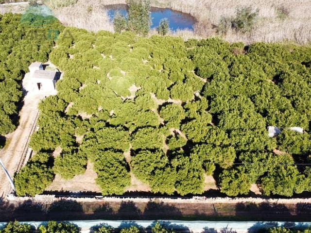 Terre non Aménagée à vendre à Pego - 25 000 € (Ref: 9424492)