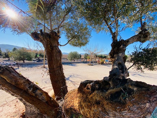 1 slaapkamer Finca/Landhuis te koop in Pinoso met garage - € 199.950 (Ref: 7935401)