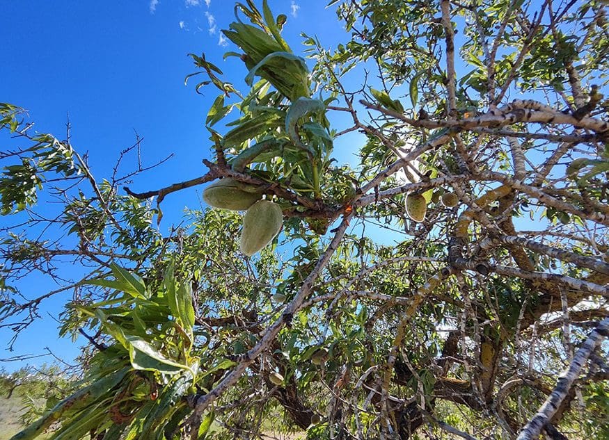 3 chambre Finca/Maison de Campagne à vendre à Torremendo - 129 000 € (Ref: 9394069)