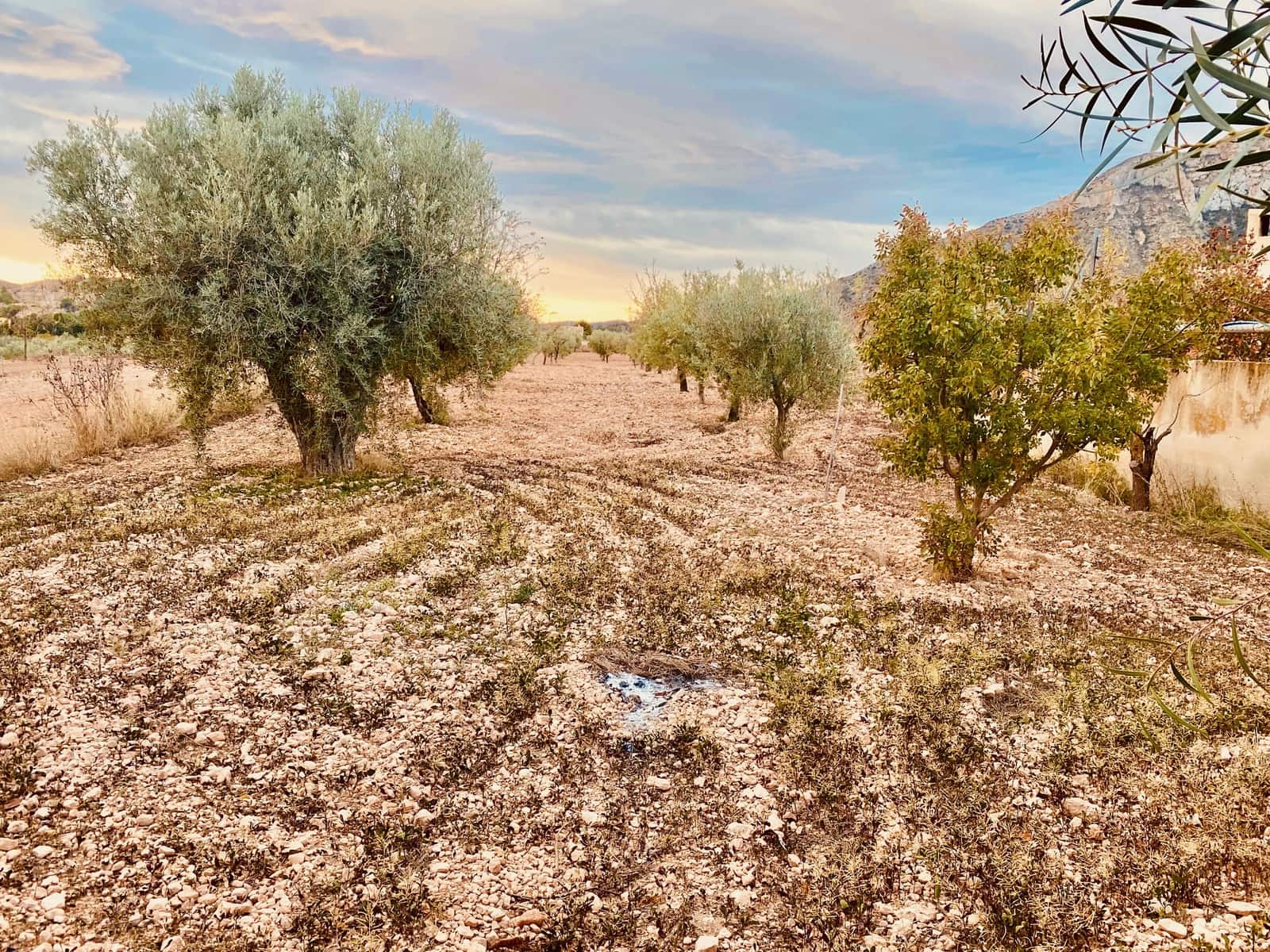 9 sypialnia Willa na sprzedaż w Abanilla z garażem - 269 950 € (Ref: 9441922)