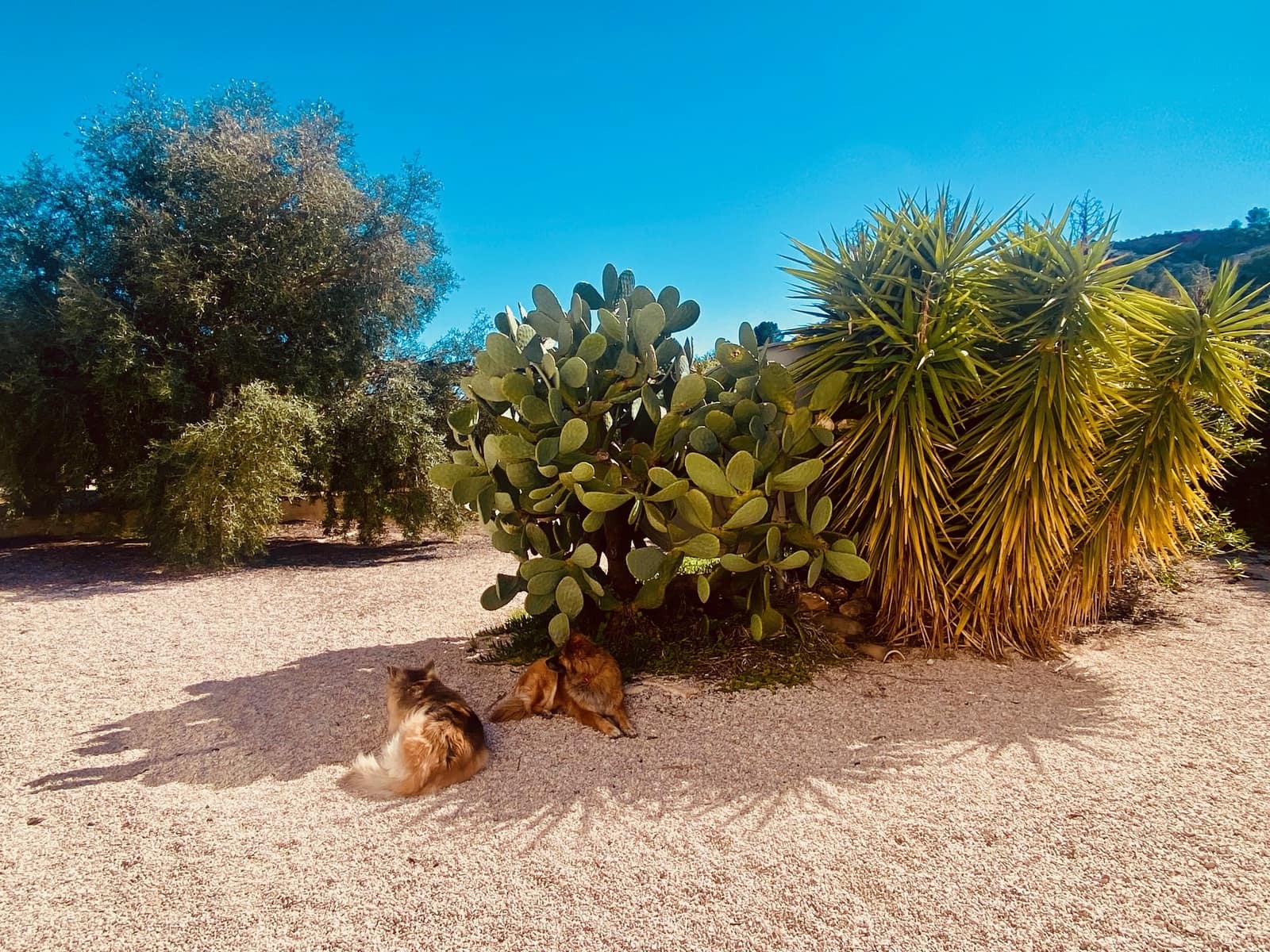 5 Zimmer Villa zu verkaufen in Barbarroja mit Pool Garage - 475.000 € (Ref: 9713608)