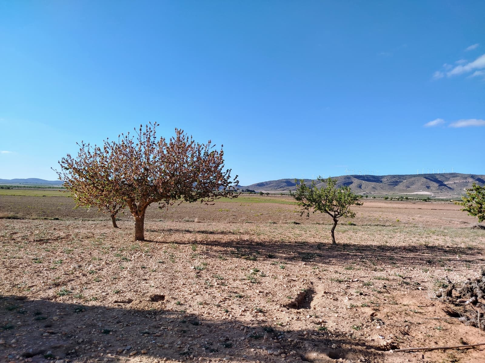 3 soveværelse Finca/Landehus til salg i Yecla med swimmingpool garage - € 170.000 (Ref: 9795940)