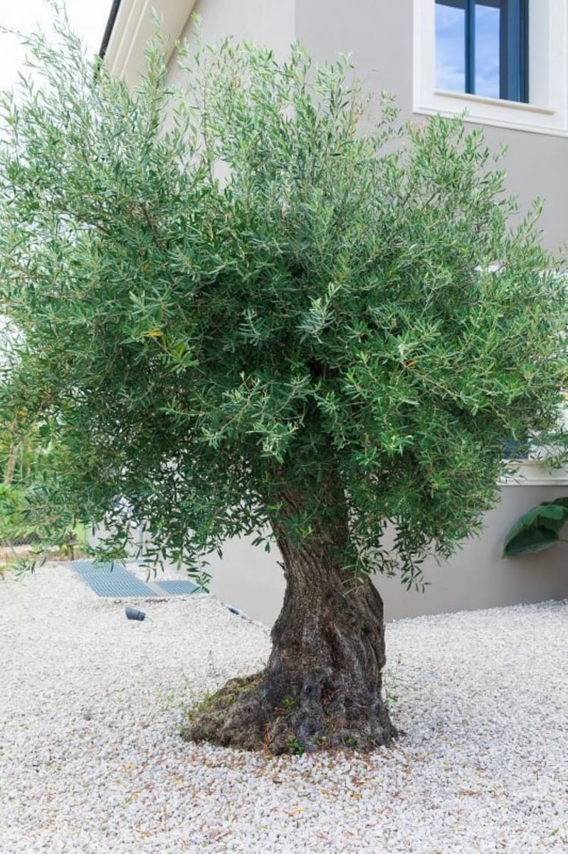 6 bedroom Villa for sale in Los Flamingos with pool garage - € 3,650,000 (Ref: 9387831)