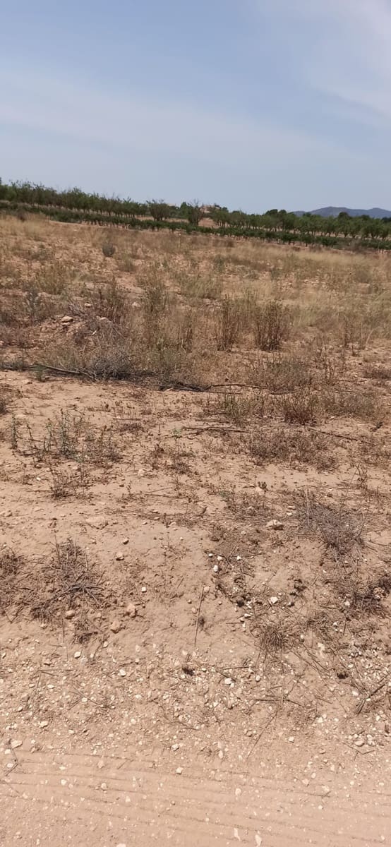 Undeveloped Land for sale in Pinoso - € 49,950 (Ref: 9306734)