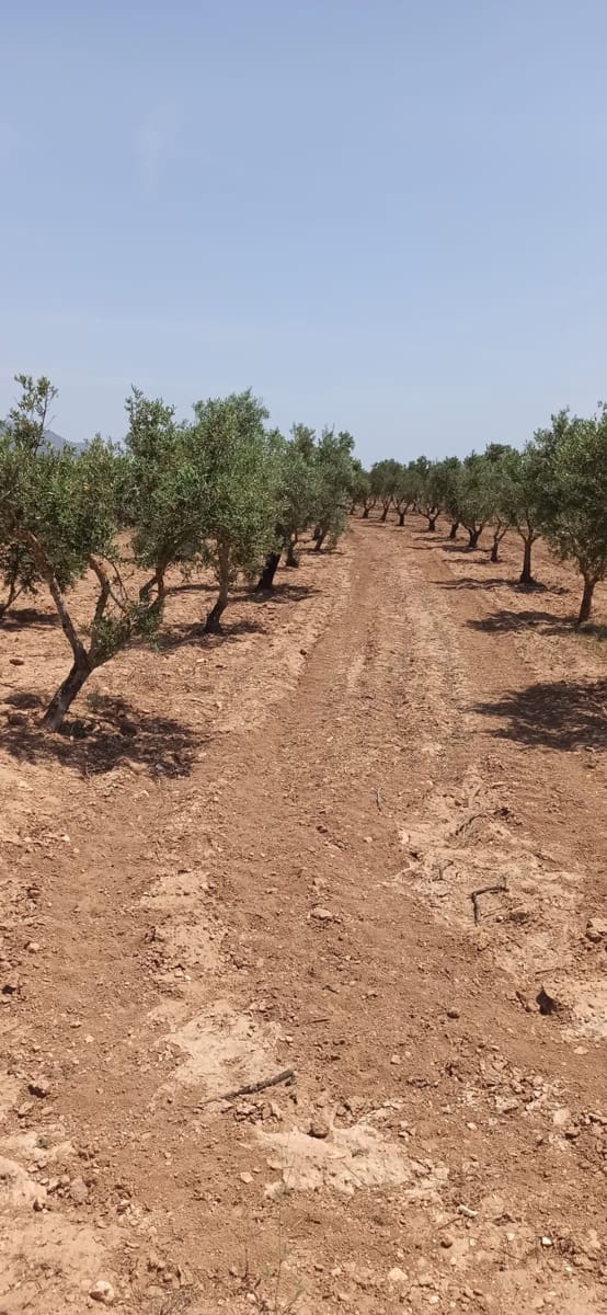 Undeveloped Land for sale in Pinoso - € 49,950 (Ref: 9306734)