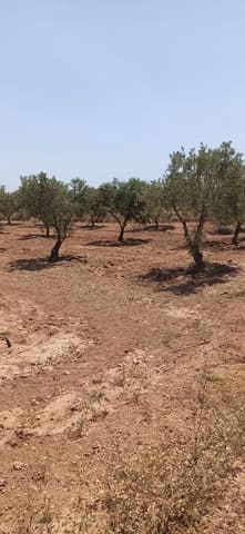 Undeveloped Land for sale in Pinoso - € 49,950 (Ref: 9306734)