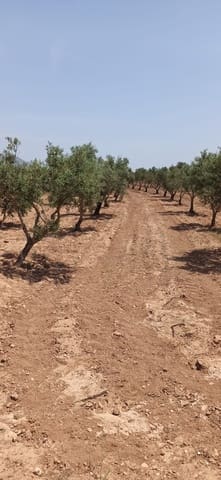 Undeveloped Land for sale in Pinoso - € 49,950 (Ref: 9306734)