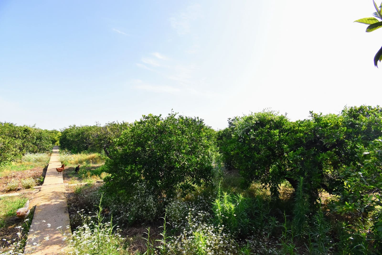 5 soveværelse Villa til salg i Alzira med swimmingpool - € 400.000 (Ref: 7652780)