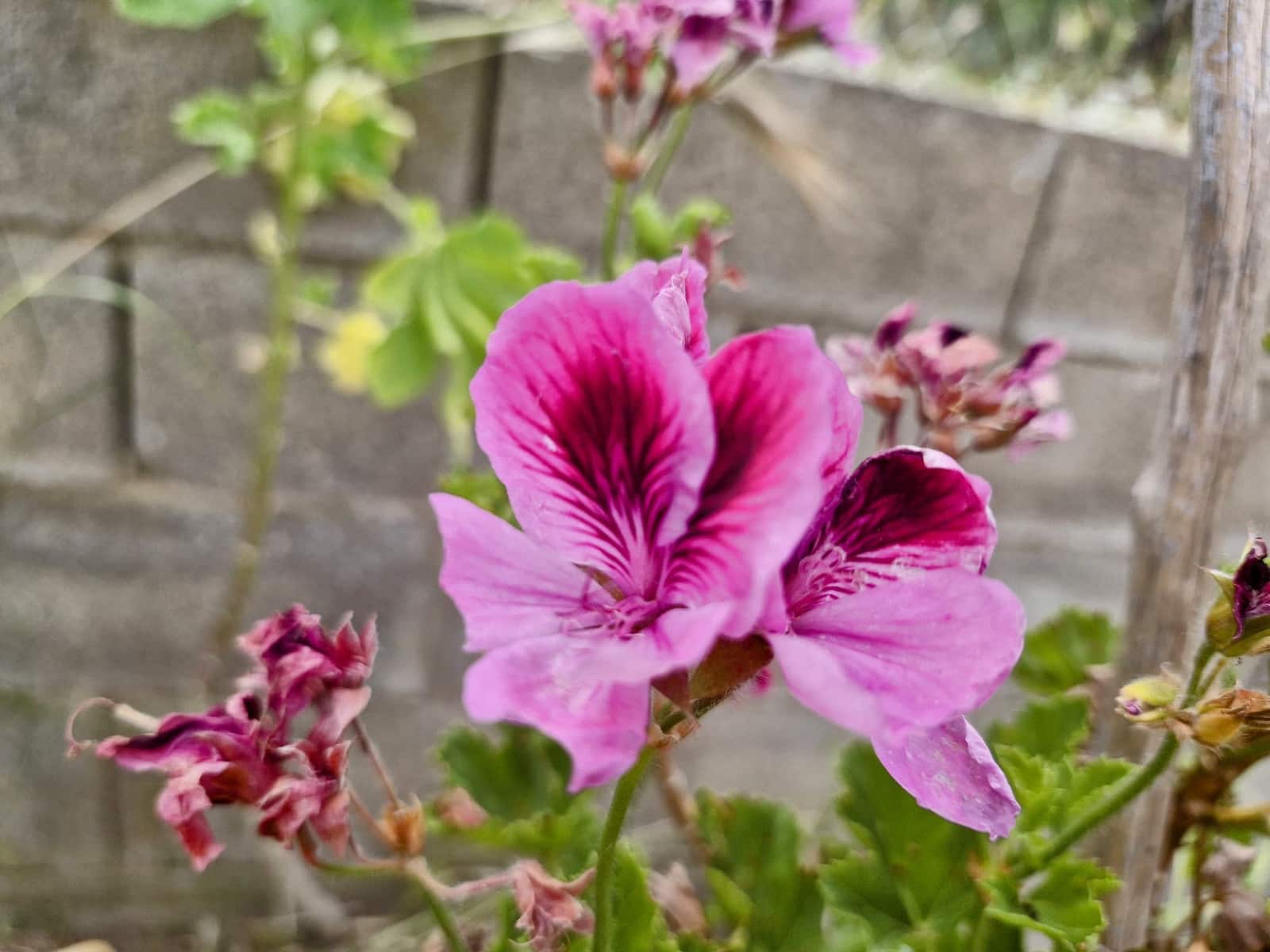 4 bedroom Villa for sale in Montserrat - € 159,000 (Ref: 9755399)