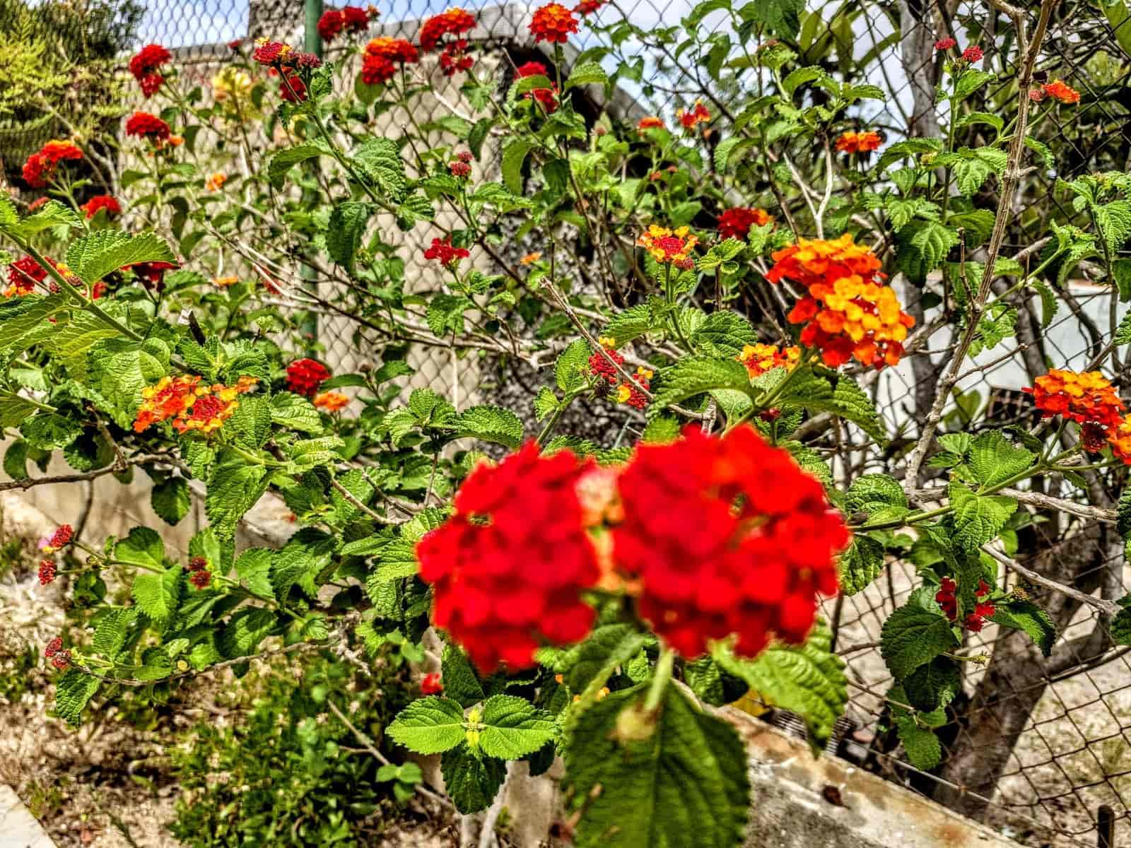 4 bedroom Villa for sale in Montserrat - € 159,000 (Ref: 9755399)