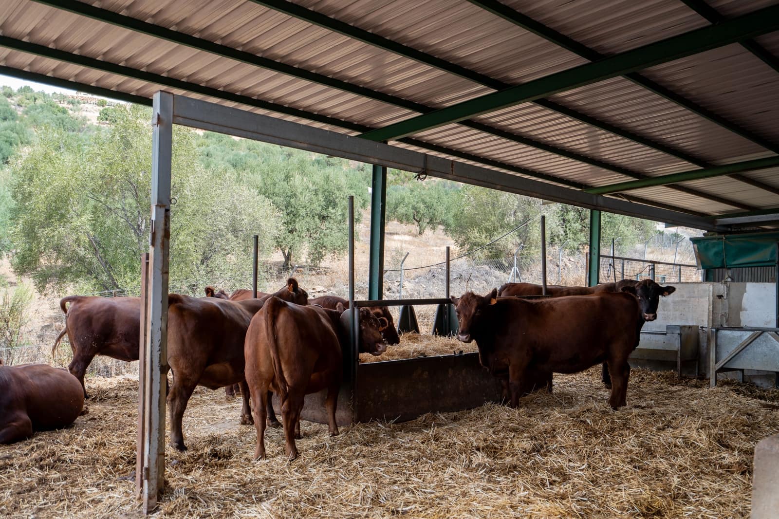 Finca/Casa Rural de 4 habitaciones en Periana en venta - 1.190.000 € (Ref: 10070252)